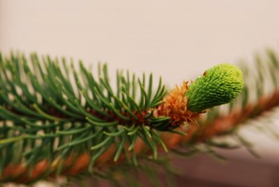 Picea abies 'Virgata' - smrk ztepilý - pupen2